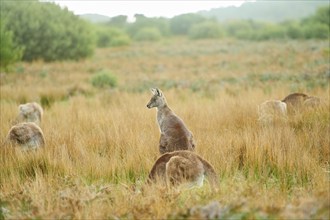 Close-up of eastern grey kangaroos (Macropus giganteus) wildlife on a meadow in Australia