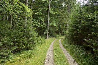 Dirt path winding through a dense forest with lush greenery, offering a peaceful and natural