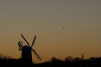 Pink-footed goose (Anser brachyrhynchus) adult birds in flight in a flock or skein over a windmill