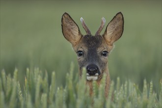 Roe deer (Capreolus capreolus) adult male buck animal in a farmland wheat field in the summer,