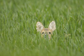 Chinese water deer (Hydropotes inermis) adult animal hiding in a farmland cereal field, Norfolk,