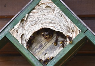 Hornets (vespa crabro) have their nest in the tit box