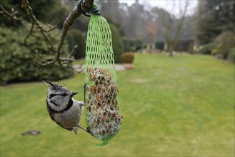 Crested Tit (Parus Scalloped ribbonfish), at a tit dumpling, winter feeding in the garden, North