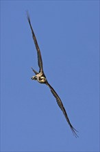 Western osprey (Pandion haliaetus), flight photo, Everglades NP, Flamingo, Florida, USA, North