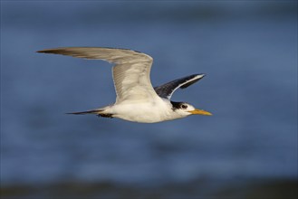 Caspian Tern, flight photo, (Thalasseus bergii), East Khawr / Khawr Ad Dahariz, Salalah, Dhofar,