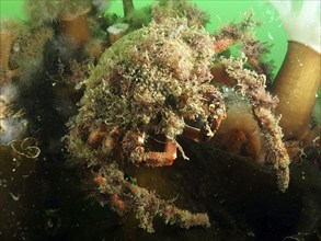 A spider crab (Maja squinado) covered with algae moves on the seabed. Dive site Rinvyle, Co.