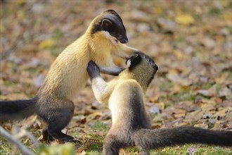 Close-up of two yellow-throated marten (Martes flavigula) in a forest in autumn