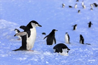 Chinstrap penguin (Pygoscelis antarctica), Antarctica, Brown Bluff, adult, group, penguins,