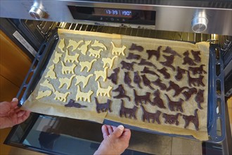 Swabian cuisine, Swabian Christmas biscuits, preparation of Ausstecherle, shortbread biscuits, cat