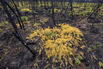 Fern growing on ash, burnt forest, Klondike Highway, Yukon, Canada, North America