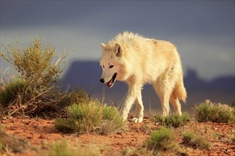 Wolf, (Canis lupus), adult, running, Monument Valley, Utah, USA, North America