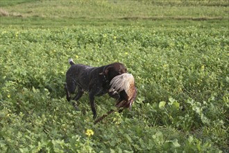 Hunting dog German Shorthair retrieves shot pheasant (Phasianus colchicus) Lower Austria, Austria,