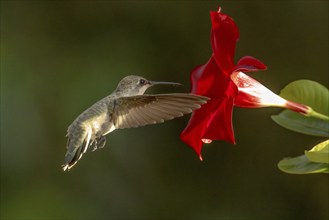 Anna's hummingbird (calypte anna) enjoying the red mandevilla