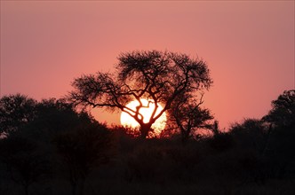 Sun setting behind a tree, silhouette of a tree in front of an atmospheric sunset, African