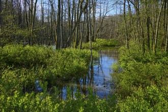 Alluvial forest Rotenbachteich, surrounded by green trees and bushes in daylight in spring,