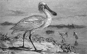 Spoonbill, Platalea leucorodia, Historical, digital reproduction of an original from the 19th