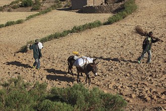 Tigray region, locals with a donkey on their way home across dry fields, Ethiopia, Africa