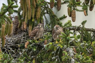 Common kestrel (Falco tinnunculus), two young birds not yet able to fly sitting on a branch outside