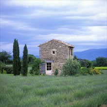 Stone house in a lavender field, Valensole Plateau, Alps Cote d'Azur, Haute Provence, France,