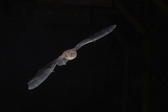 Common pipistrelle (Pipistrellus pipistrellus) hunting for insects at night, Brandenburg, Germany,