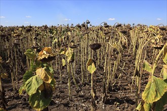 Romania, sunflower fields near Giurgiu in the south of the country, sunflowers ripe for harvesting,