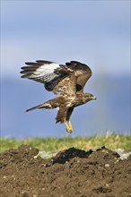 Common buzzard (Buteo buteo), flying over a field, Canton Aargau, Switzerland, Europe