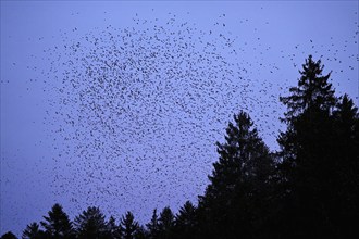 Approximately 1 million bramblings (Fringilla montifringilla), in flight over their roost at dusk,