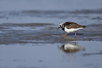 Turnstone (Arenaria interpres), foraging in the mudflats at low tide, Texel, North Holland,