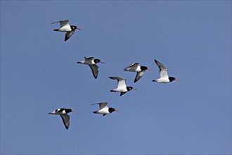 A flock of oystercatchers (Haematopus ostralegus), in flight, Texel, West Frisian Islands, province