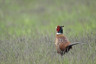 Pheasant or hunting pheasant (Phasianus colchicus), male running across meadow, Lake Neusiedl