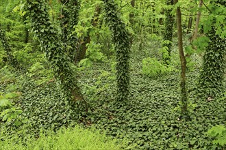 Trees overgrown with ivy, Halbturn, Lake Neusiedl, Burgenland, Austria, Europe