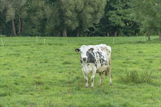 A cow is standing in a grassy field. The cow is black and white. The field is green and lush. Haut