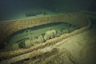 Rusty, with mussels, Quagga triangle mussel (Dreissena rostriformis bugensis), invasive species,