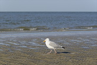 Herring Gull (Larus argentatus) on a sandy beach, North Sea, Norderney, East Frisian Islands, Lower