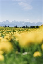 Dandelion in the Allgäu in front of the Alps and their beautiful mountains in Bavaria, Germany,