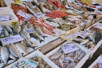 Fresh cought fish for selling on a daily market on 'Campo santa margherita' town square in Venice