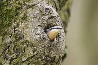 Nuthatch (Sitta europaea), looking out of its breeding cave Lake Neusiedl National Park, Seewinkel,