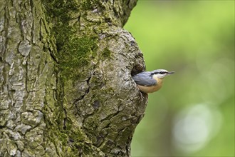 Nuthatch (Sitta europaea), looking out of its breeding cave Lake Neusiedl National Park, Seewinkel,