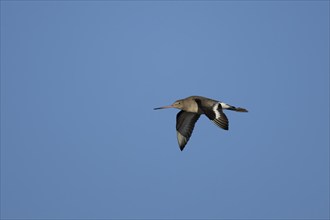 Black tailed godwit (Limosa limosa) adult bird in winter plumage flying against a blue sky,