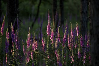 Sunlit Common foxglove (Digitalis purpurea) in the forest, Lower Rhine, North Rhine-Westphalia,