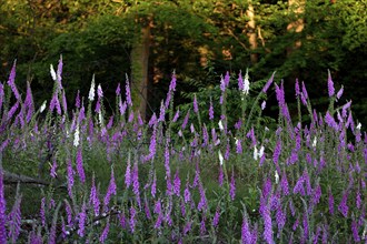 Common foxglove and white foxglove (Digitalis purpurea) in a clearing in the forest, Lower Rhine,