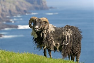 Sheep ram with round horns and matted coat, sheep, Mykines, Útoyggjar, Faroe Islands, Denmark,