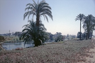 Ibrahimiyya Canal, palm trees, Nile Valley, Egypt, September 1989, vintage, retro, old, historical,