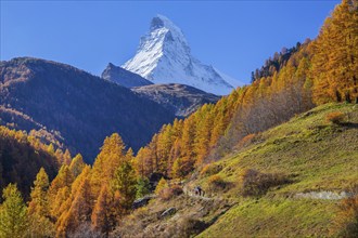 Autumn landscape with hiking trail and Matterhorn 4478m with golden yellow larches, Zermatt,