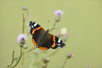 Admiral butterfly (Vanessa atalanta), butterfly sucking nectar from a thistle (Cirsium arvense)