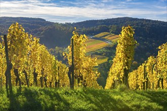 Golden vineyards in autumn with hills in the background and blue sky, Strümpfelbach, Rems Valley,