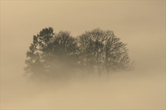 Foggy mood, fog, morning light, backlight, autumn, Loisach-Lake Kochel-Moor, foothills of the Alps,