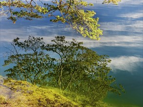 Branches reflected in crystal clear water, Hechtsee lake near Kufstein, Tyrol, Austria, Europe