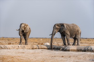 African elephant (Loxodonta africana), two elephants drinking at a waterhole, in the evening light,