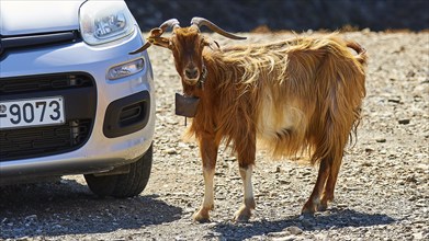 Brown goat next to a car on a road, urban environment, goat (s), free-range, central north of the